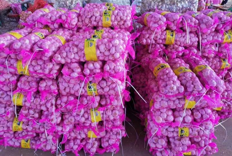 Fresh Chesnok Red Garlic For Export In Bulk Packing 20kg Mesh Bag