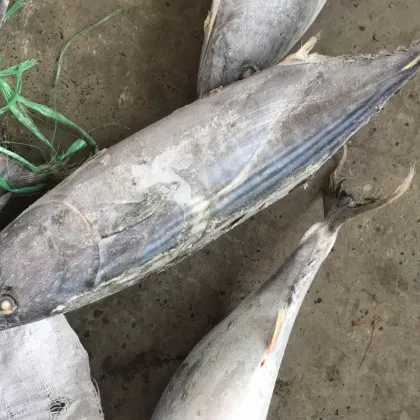 seafrozen sarda sarda 1.5kg +