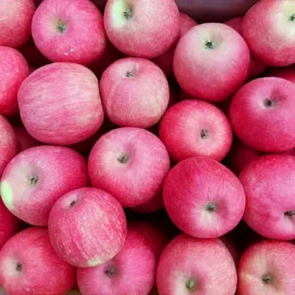 Wholesale New Arrical Royal Gala