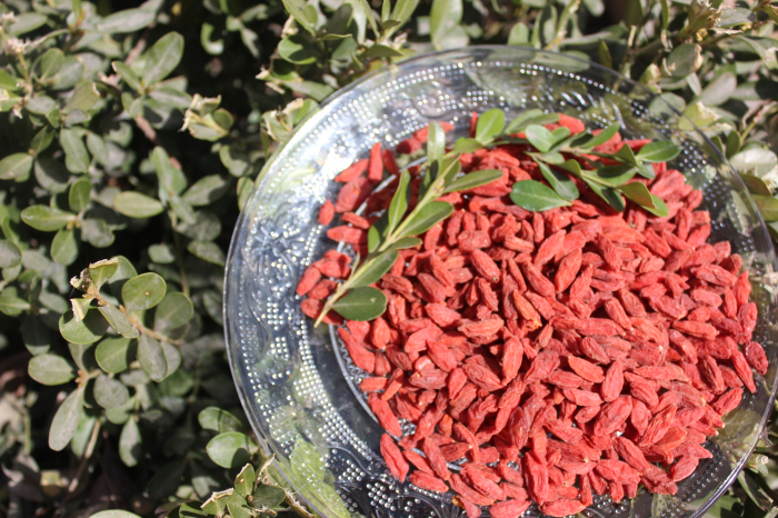 Wholesale New Harvest GMP Factory goji berries