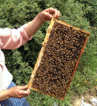 Acquista 100% puro naturale miele d'api grezzo
