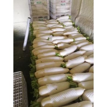 best carton Packing Fresh white radish