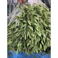 Bouquets জন্য তাজা কাটা Quaking ঘাস