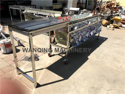 5 Grade Sorting Machine Equipment for Dates, Plums, Oranges, and Avocados