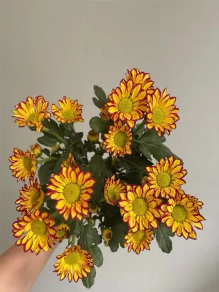 Roman Holiday spray chrysanthemum
