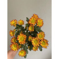 রোমান হলিডে স্প্রে chrysanthemum