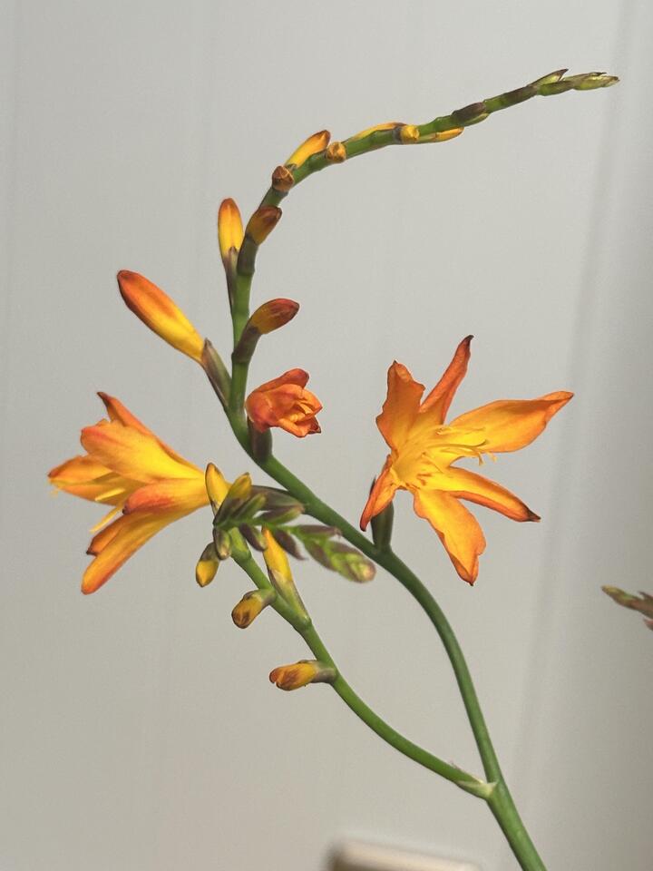 Renanthera coccinea