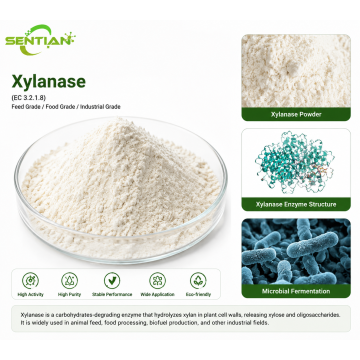 Xylanase Enzyme for Feed Efficiency Improvement