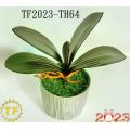 26cm EV Dendrobium orchid leaf x 5 leaves with plastic Pot