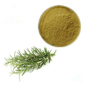 GMP Factory Directly Supply Rosemary Herb Extract