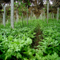 Perubatan Herba Cina Huanglians