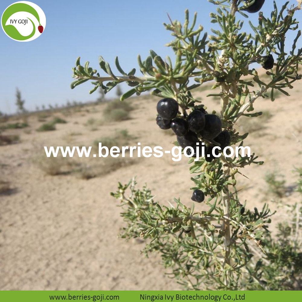 Black Goji Berry