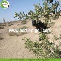 New Crop Factory Supply Fruit Black Dried Goji