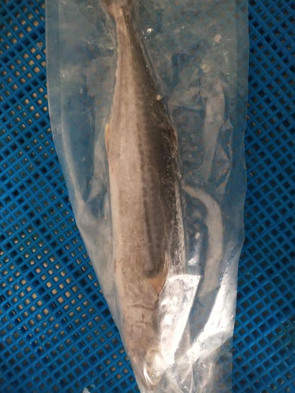 Frozen Sepanyol Mackerel