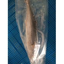 Mražená španělská makrela vysoké kvality