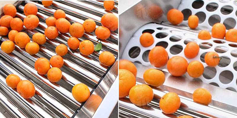 industrial fruit sorter