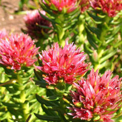 Herbal Medicine Strong agent Rhodiola herb extract Manufactory