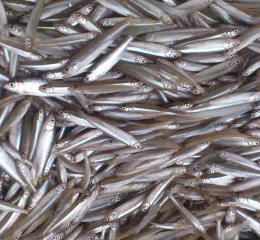 Frozen seafood pond smelt