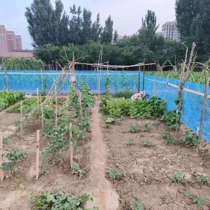 DIY Lightweight Backyard Orchard Chicken Fence