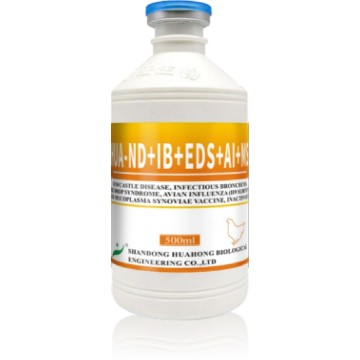 Vaccin inactivé ND IB EDS H9 MS
