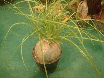 Beaucarnea