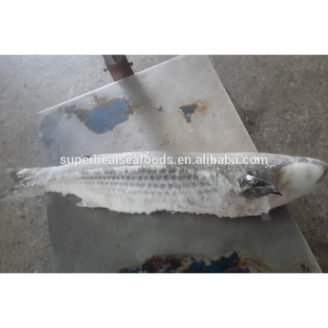 Big Size Best Freshness Flathead Grey Mullet