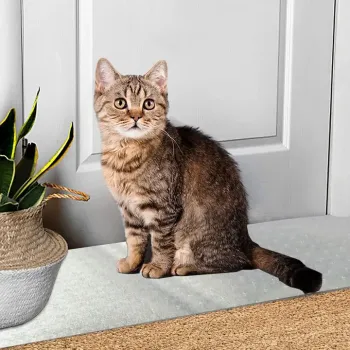 Hot Selling PVC Pet Mat for Doorway - Protect Your Carpets and Furniture