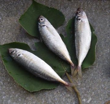 Good Frozen Scad Fish WR Horse Mackerel Wholesale