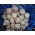 Fresh Garlic Loose Packing