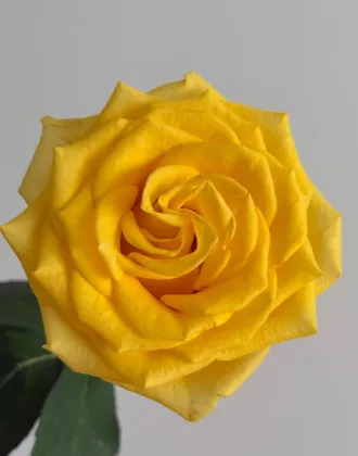 Luxury Yellow Golden Strike Rose Single-Headed