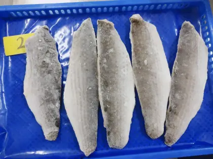 frozen grey mullet fish