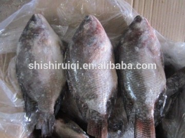 FROZEN BLACK TILAPIA WHOLE ROUND