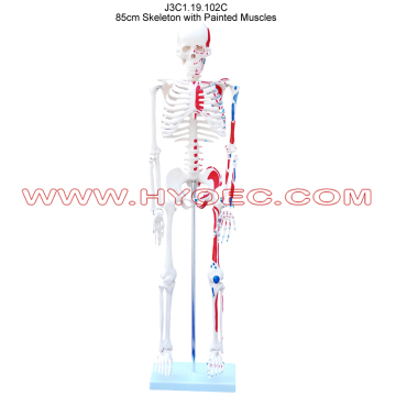 85cm Skeleton with Painted Muscles-J3C1.19.102C