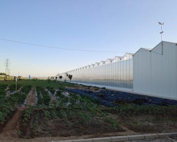 Floral Planting Multi Type Agricultural Planting Greenhouse