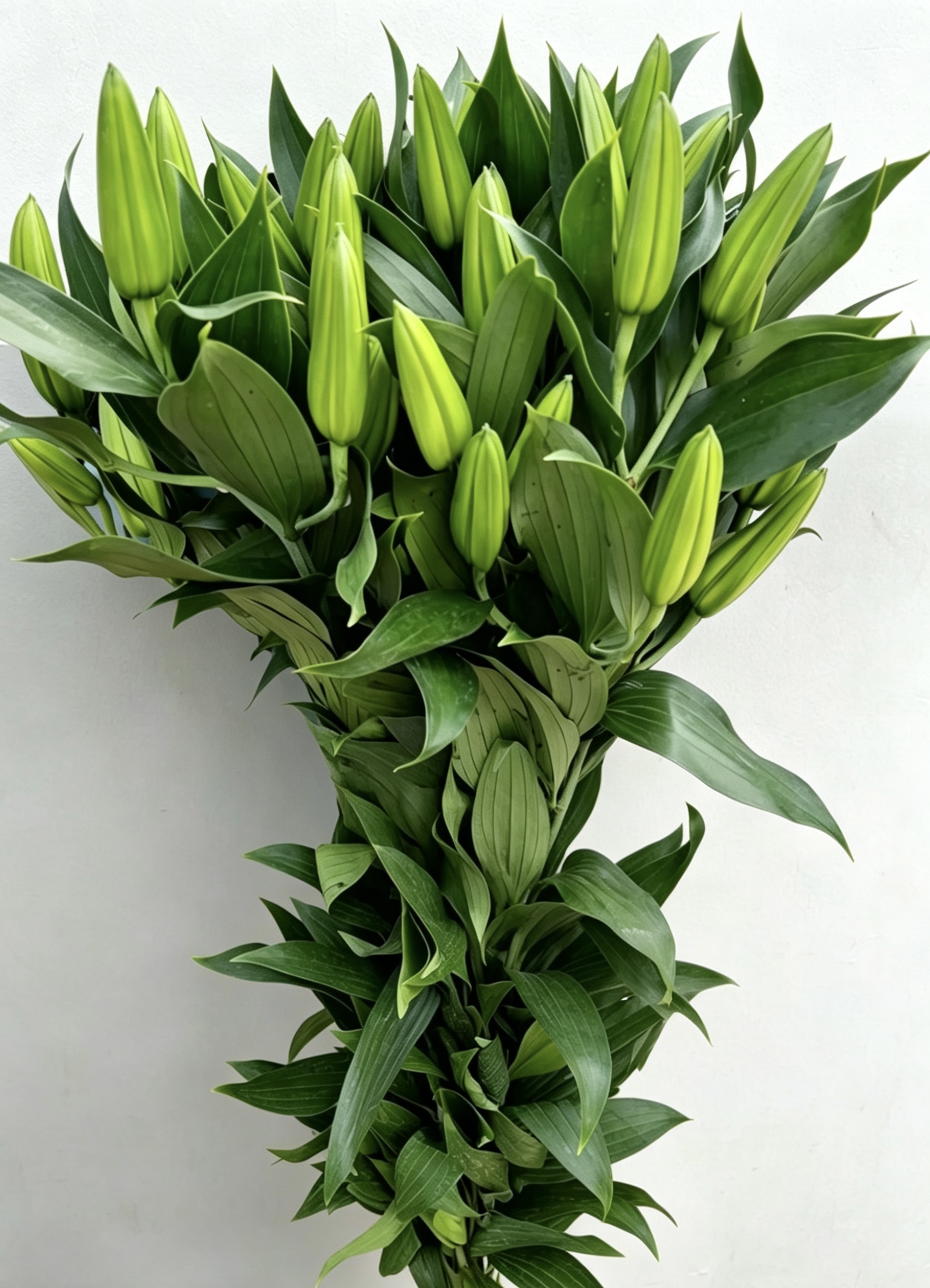 Siberia Spray Lily
