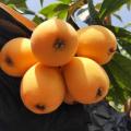 수용성 에리오 보트 리아 japonica loquat 과일 가루