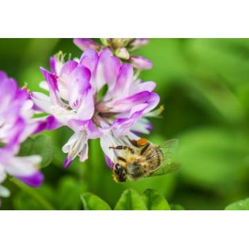 プレミアム品質の純粋な天然櫛蜂蜜