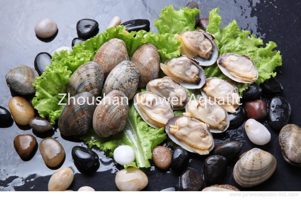 Fresh short necked clam