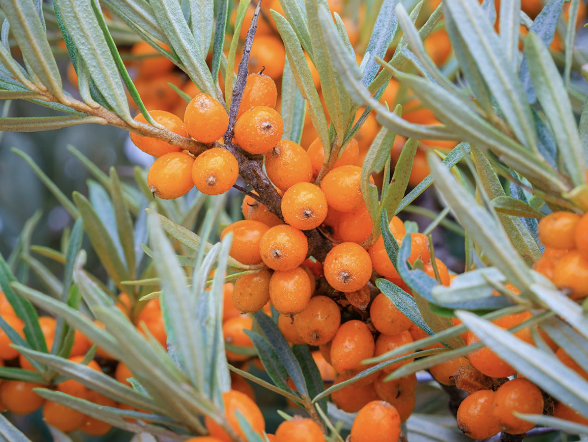 Sea Buckthorn Powder Ingredient
