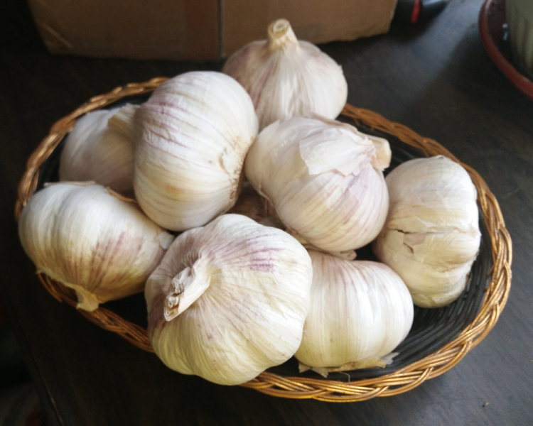 garlic