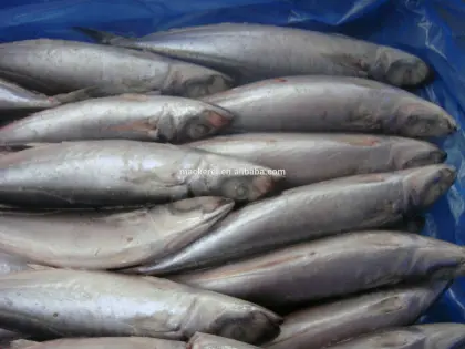 Jack Mackerel All Frozen Mackerel