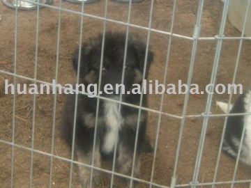 Dog Cage Fence