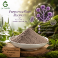 Purpureocellium Lilacinum Powder فطر التحكم البيولوجي