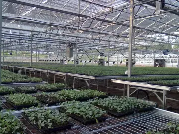 Structure agriculture green houses