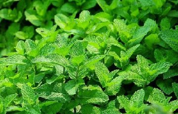 Peppermint Essential Oil 30ml