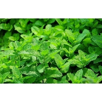 中国ピュアペパーミントオイル ペパーミントエッセンシャルオイル 天然ペパーミントエッセンシャルオイルのメーカーとサプライヤー