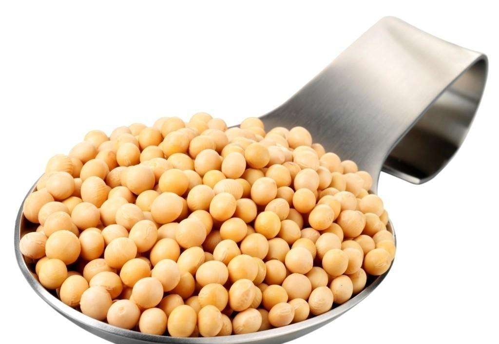 Sojabohne Soybean