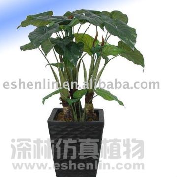 Eggplant Philodendron Plant