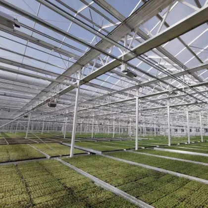 Agriculture Arched PC Board Commercial Greenhouse