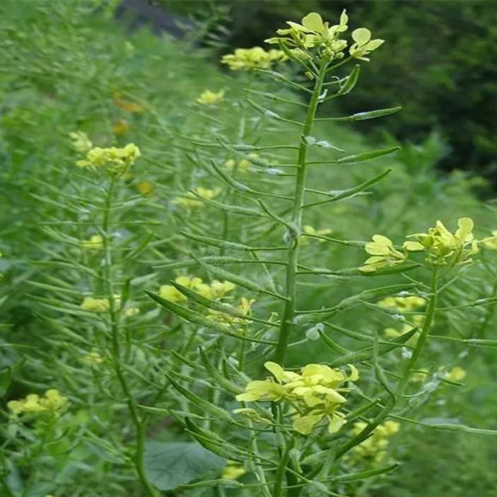 mustard
